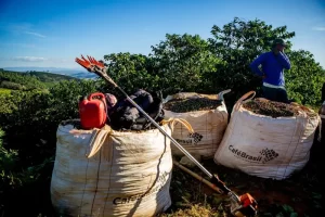 Produção em queda e exportação em alta: o que explica a alta do café