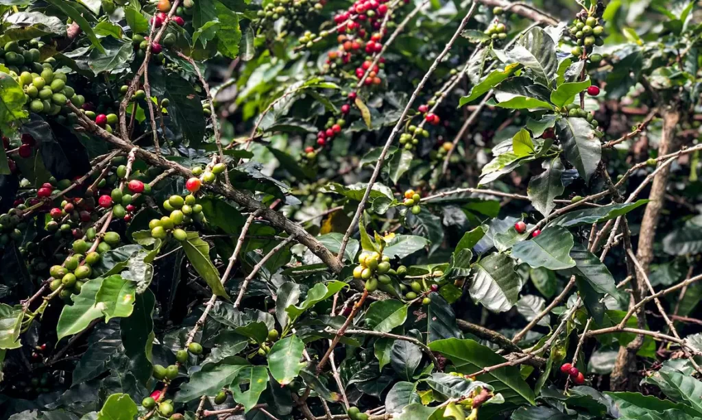 Conab estima produção de 51,8 milhões de sacas de café este ano