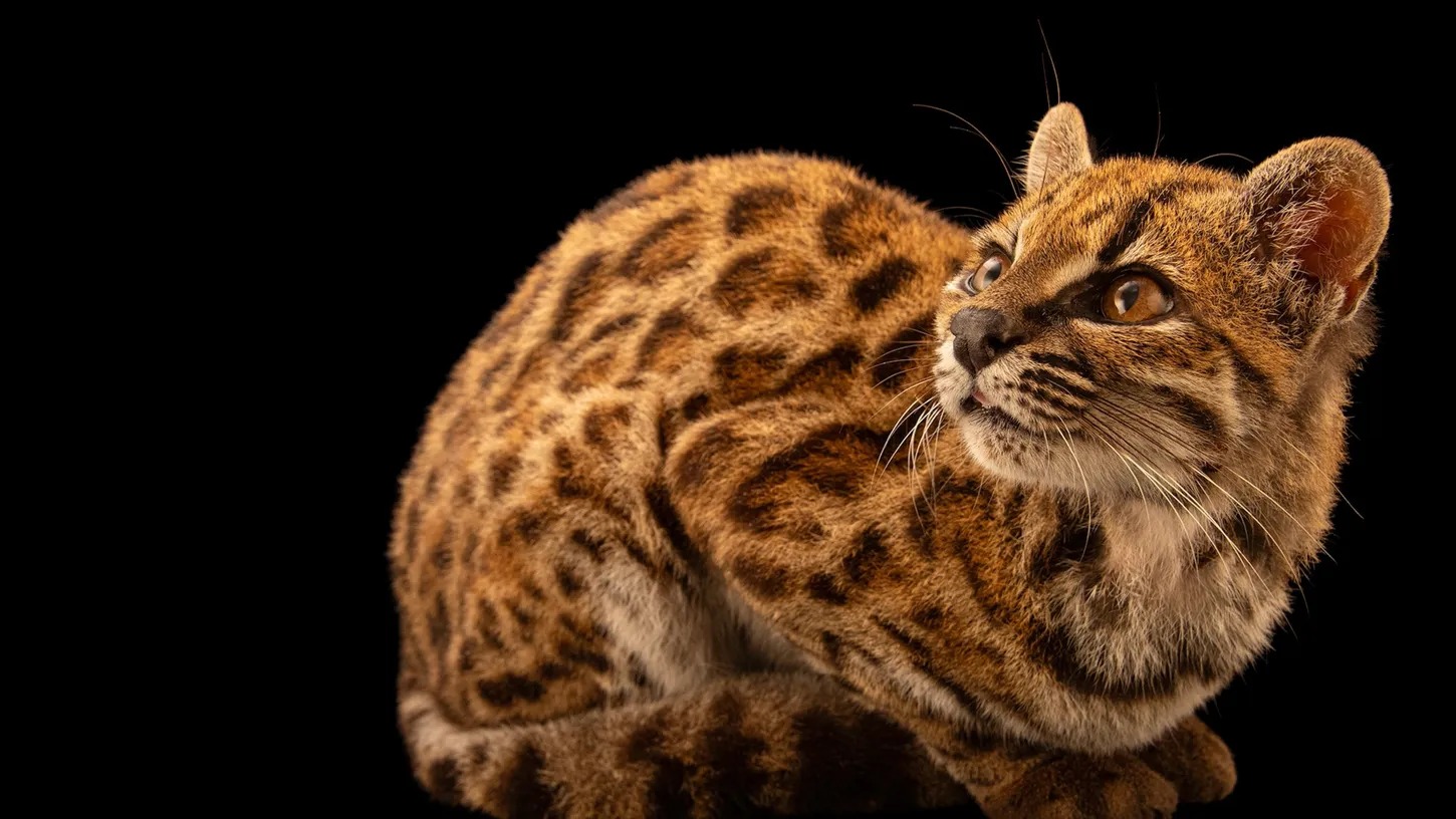 CIENTISTAS ENCONTRAM NOVO GATO SELVAGEM NA BOLÍVIA — PRIMEIRO FELINO DESCRITO EM MAIS DE 100 ANOS